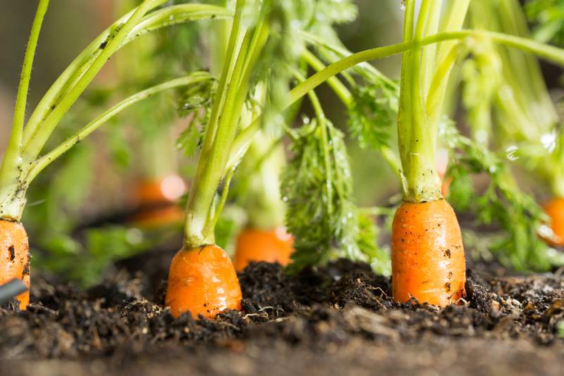 Beef Up Your Email List Using Free Carrot Content
